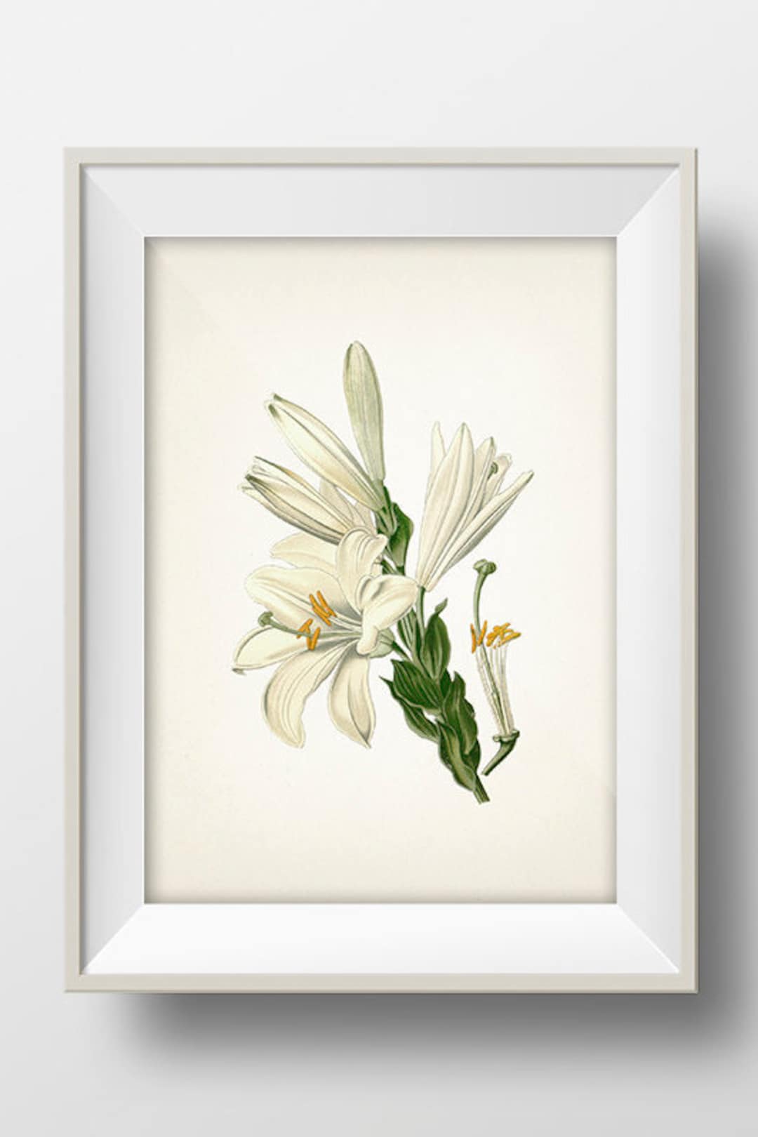 Lily Shopページ White Lily - St. Joseph's Lily (lilium Candidum) - FL-25 - Fine