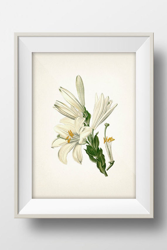 White Lily - St. Joseph's Lily (lilium Candidum) - FL-25 - Fine