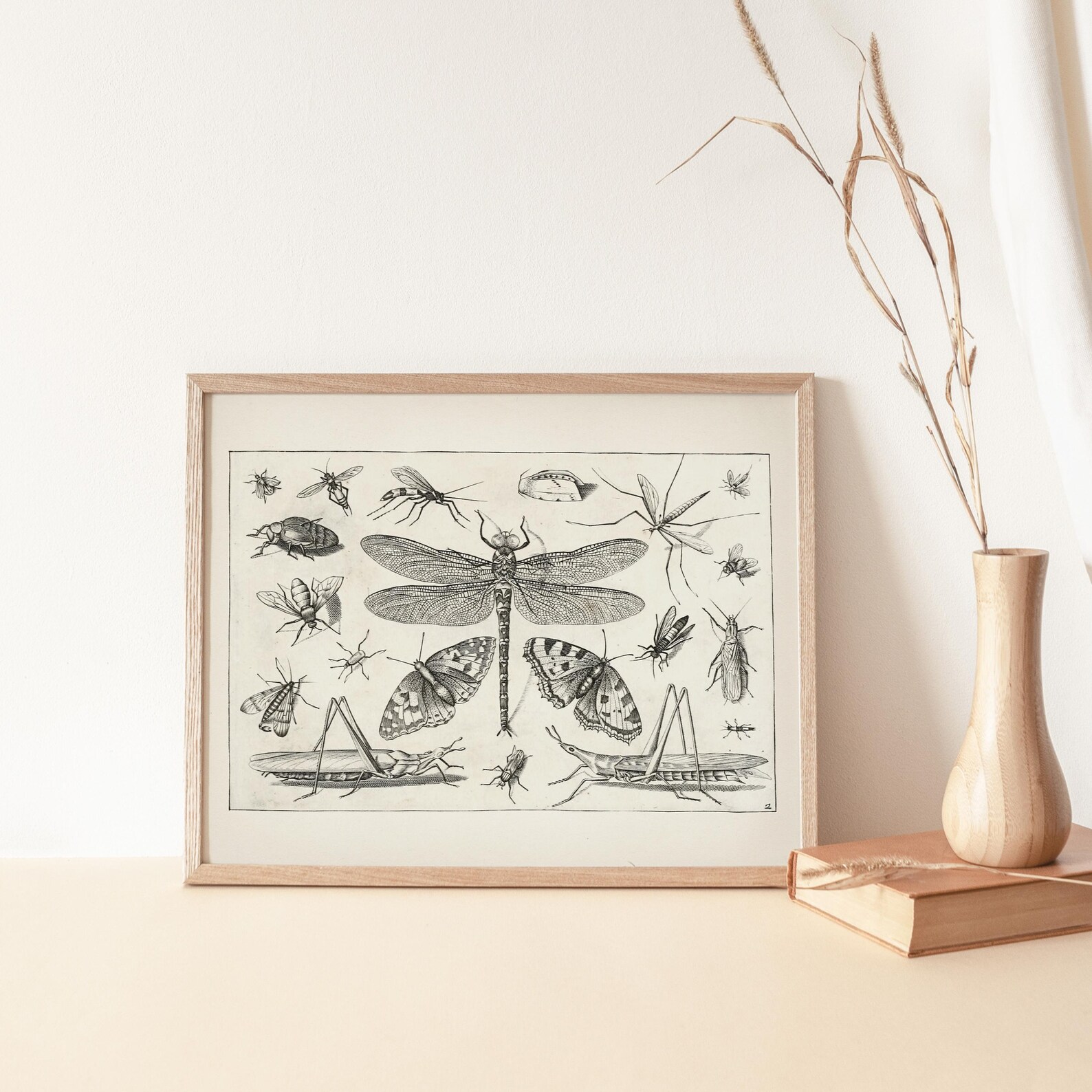 Insect Collage Drawing : Fine Art Print of a Vintage Natural History ...