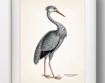 Great Blue Heron - BI-27 - Avian fine art print of a vintage natural history academia illustration