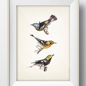 Birds (Warblers) - BI-01 - Fine art print of a vintage natural history academia illustration.