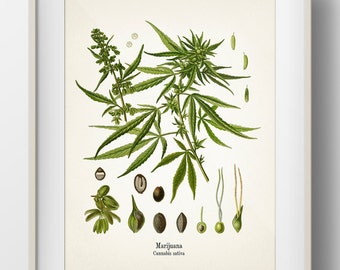 Marijuana - Cannabis Sativa - KO-27 - Fine art prints of Kohler's vintage academia botanical illustration drawings