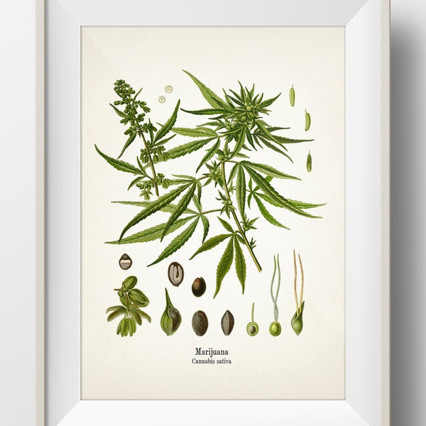 Marijuana - Cannabis Sativa - KO-27 - Fine art prints of Kohler's vintage academia botanical illustration drawings