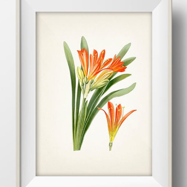 Bush Lily - Natal Lily - (Clivia Miniata) - FL-03 - Fine art print of a vintage natural history academia illustration,