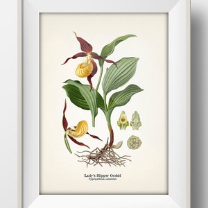 Lady's Slipper Orchid (Cypripedium calceolus) 1899 - FL-52 -  Fine art print of a vintage natural history academia botanical illustration