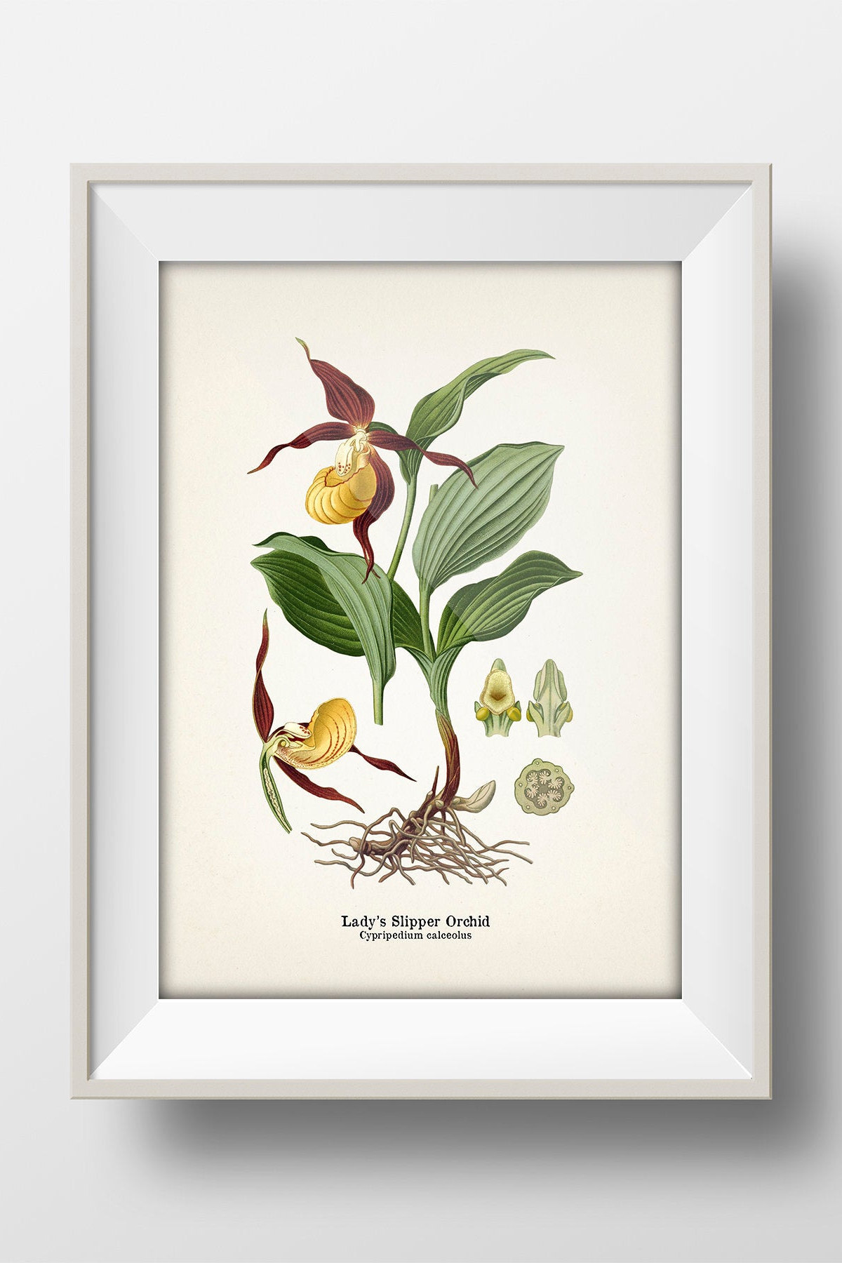 Lady's Slipper Orchid (cypripedium Calceolus) 1899 - FL-52 - Fine