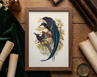 Black Sicklebill Bird of Paradise (Epimachus fastuosus) - BP-02