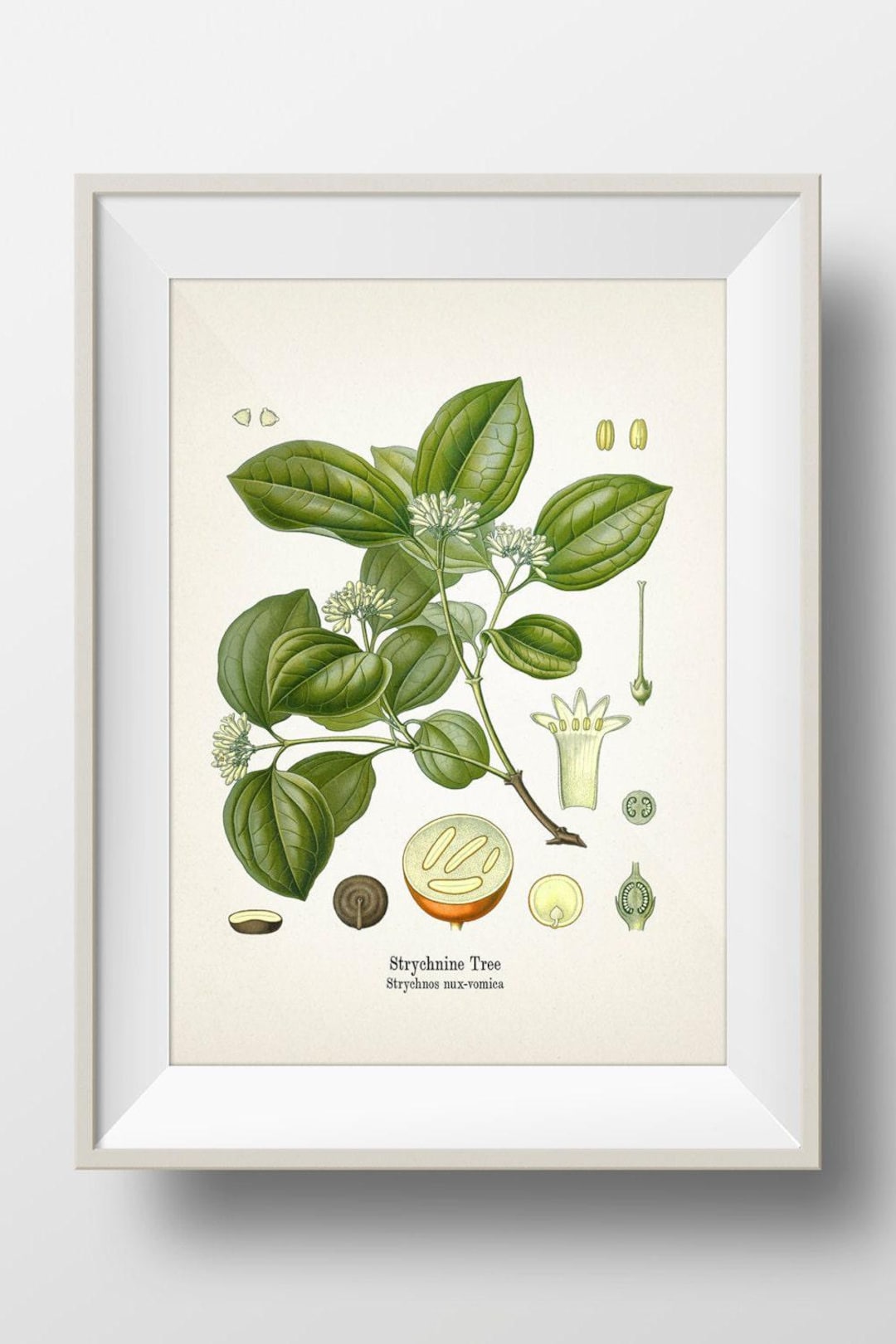 Strychnine Tree - Strychnos Nux-vomica - KO-44- Fine Art Prints of Kohler's  Vintage Academia Botanical Illustration Drawings - Etsy