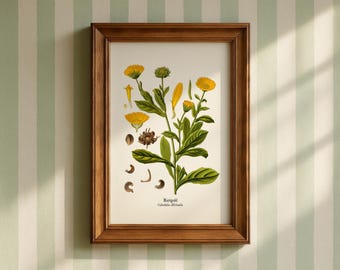 May include: A framed botanical print of a marigold plant, featuring yellow flowers, green leaves, and seeds. The print is in a brown wooden frame and is against a striped green and white wall. The text "Marigold Calendula officinalis" is at the bottom.