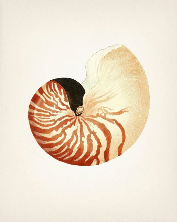 Nautilus Shell No 53 Sh 53 Fine Art Print Of A Vintage Etsy