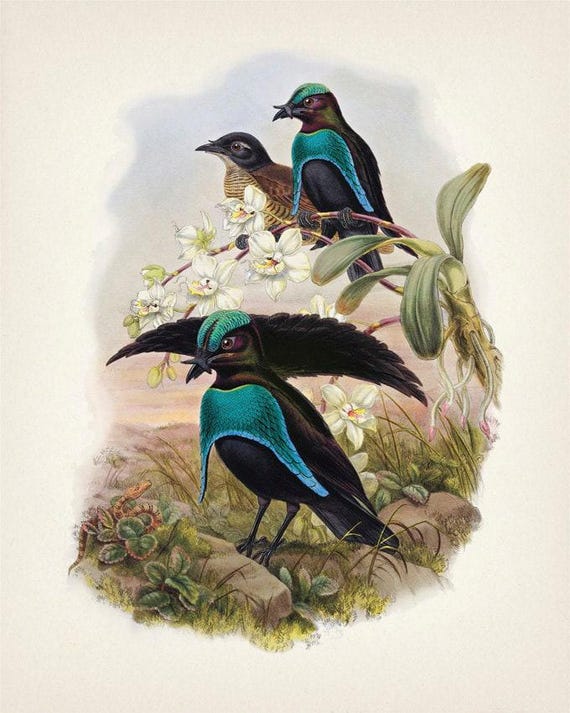 Superb Bird of Paradise (lophorina Superba) - BP-19 - Fine Art