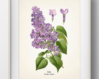 Lilac Wall Art Etsy