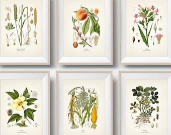 American Southern Crops Set of 6 Botanical Illustrations - Peach, Corn, Cotton, Peanut, Tobacco, Wheat - Vintage Agricultural Wall Art Print