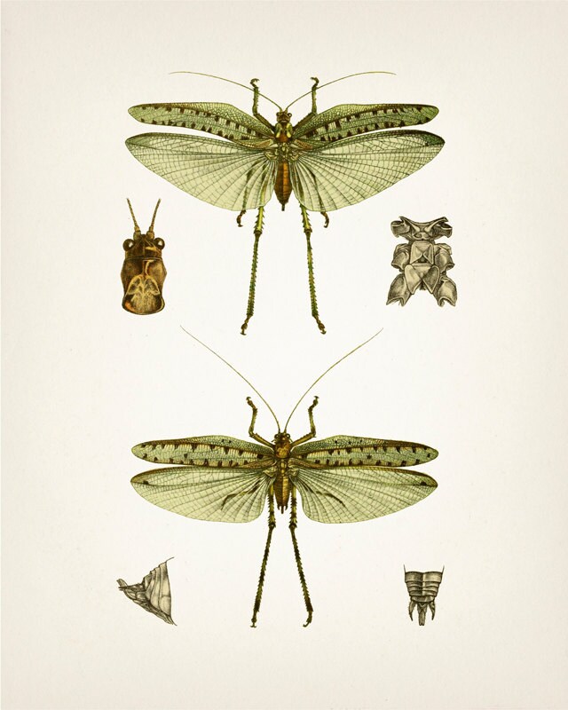 Insect Vintage Print Set - Green - IN-01-02-03-06 Fine Art Prints of a ...