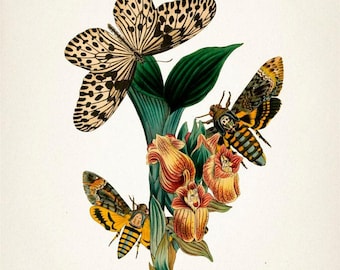 Death's Head Moth - Acherontia -  - Fine art print of a deathshead vintage natural history academia illustration