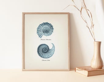 Spiral Seashells ( Ammonites )- SH-10 - Fine Art Print of a