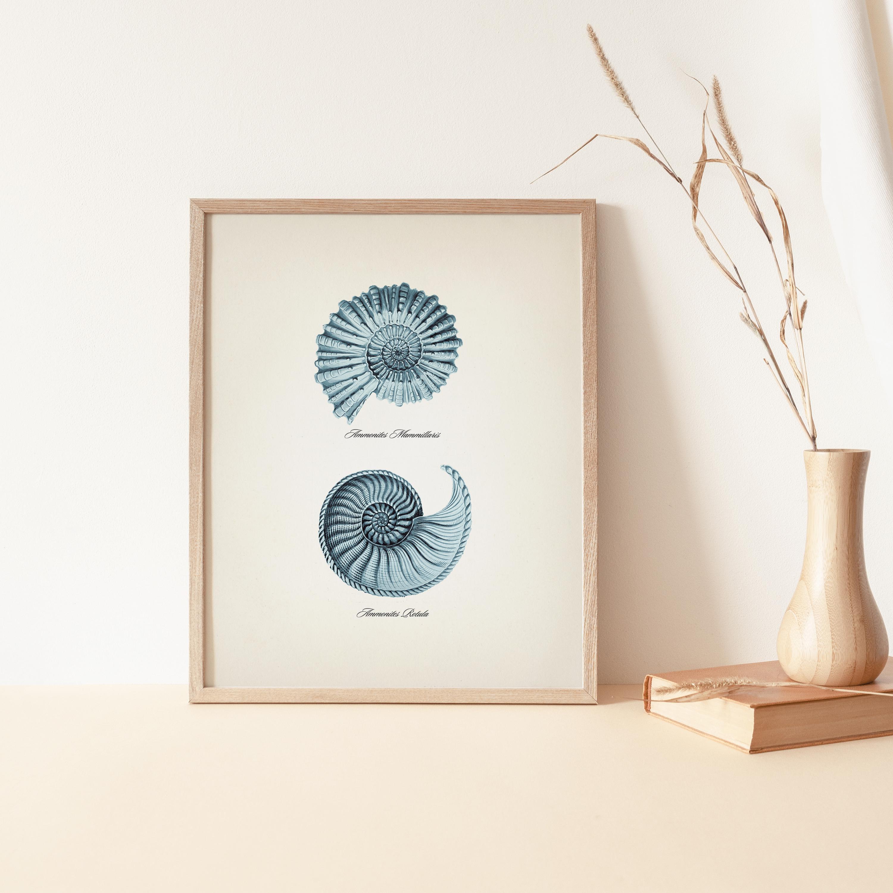 Spiral Seashells ( Ammonites )- SH-10 - Fine Art Print of a