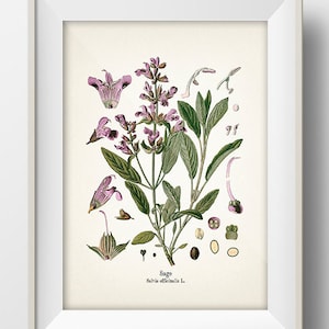 Vintage Sage Print - KO-10 - Fine art prints of Kohler's vintage academia botanical illustration drawings