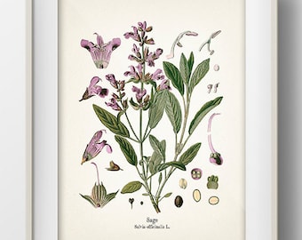 Vintage Sage Print - KO-10 - Fine art prints of Kohler&#39;s vintage academia botanical illustration drawings