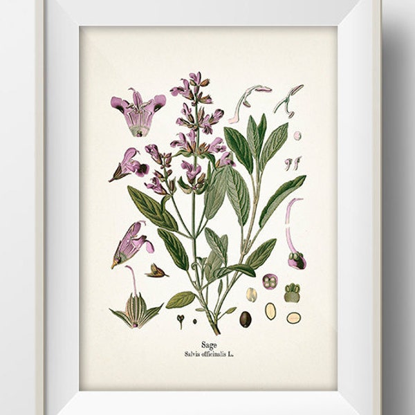 Vintage Sage Print - KO-10 - Fine art prints of Kohler's vintage academia botanical illustration drawings