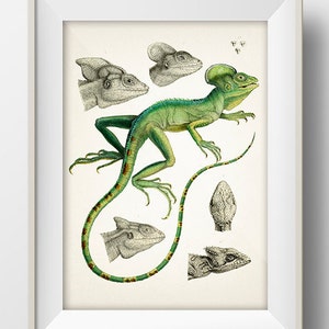 Green Chameleon Lizard - RE-01 - Fine art print of a vintage natural history academia illustration.