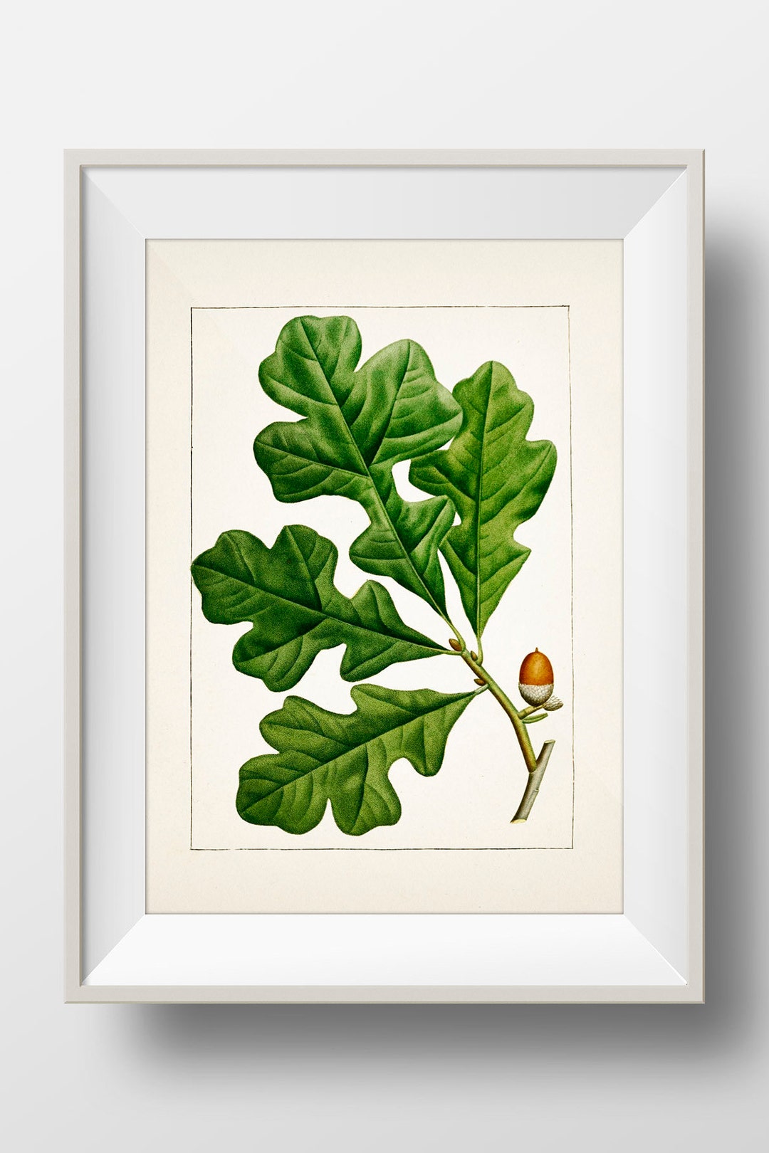 Post Oak Tree (quercus Stellata) - TR-12 - Fine Art Print of a Vintage ...