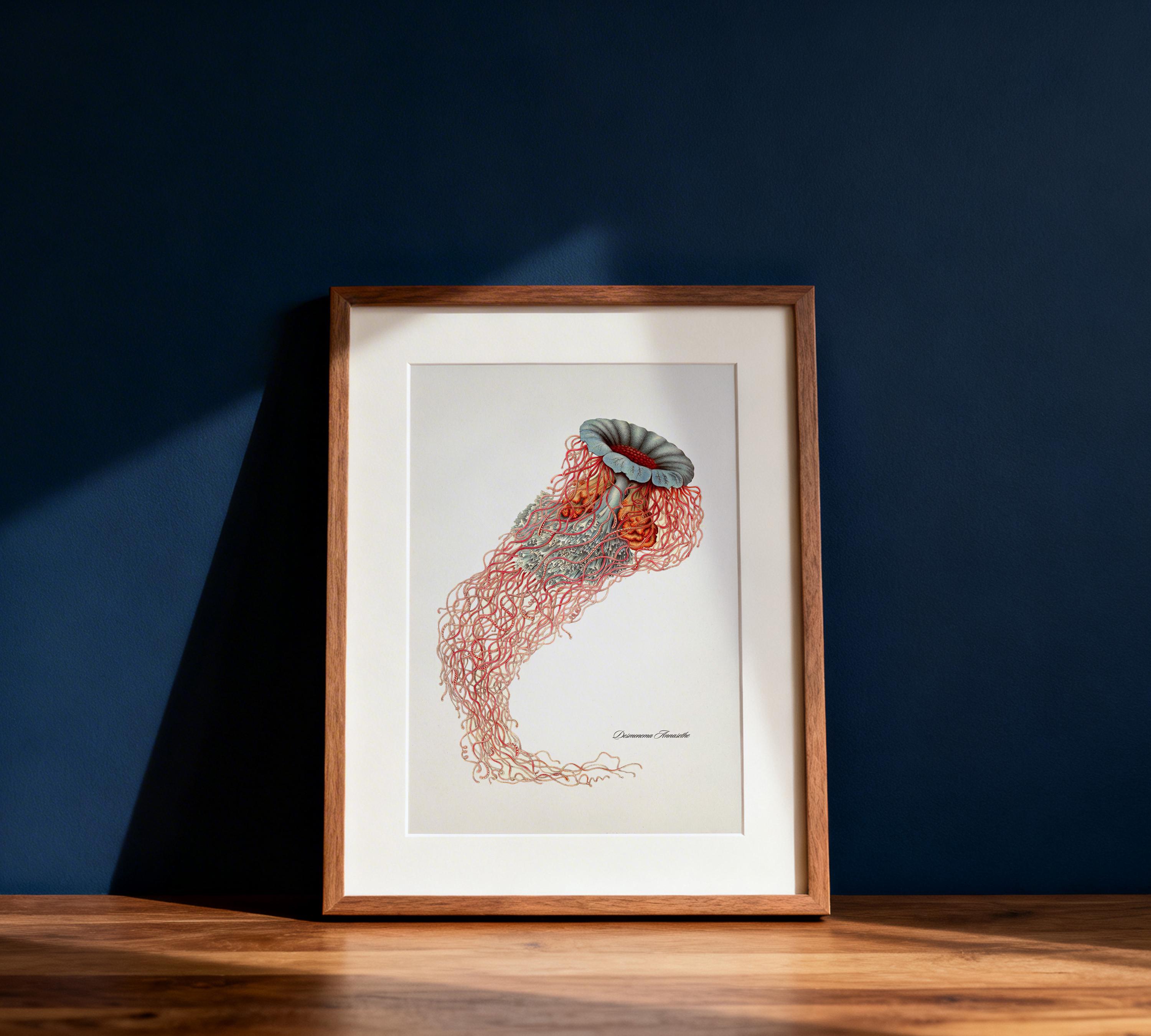 Jellyfish (desmonema Annasethe) by Haeckel - OC-09 - Fine Art