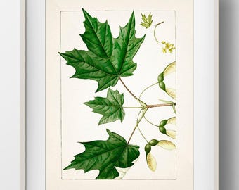 Sugar Maple Tree (Acer saccarum) - TR-14 - Fine art print of a vintage natural history academia botanical illustration.