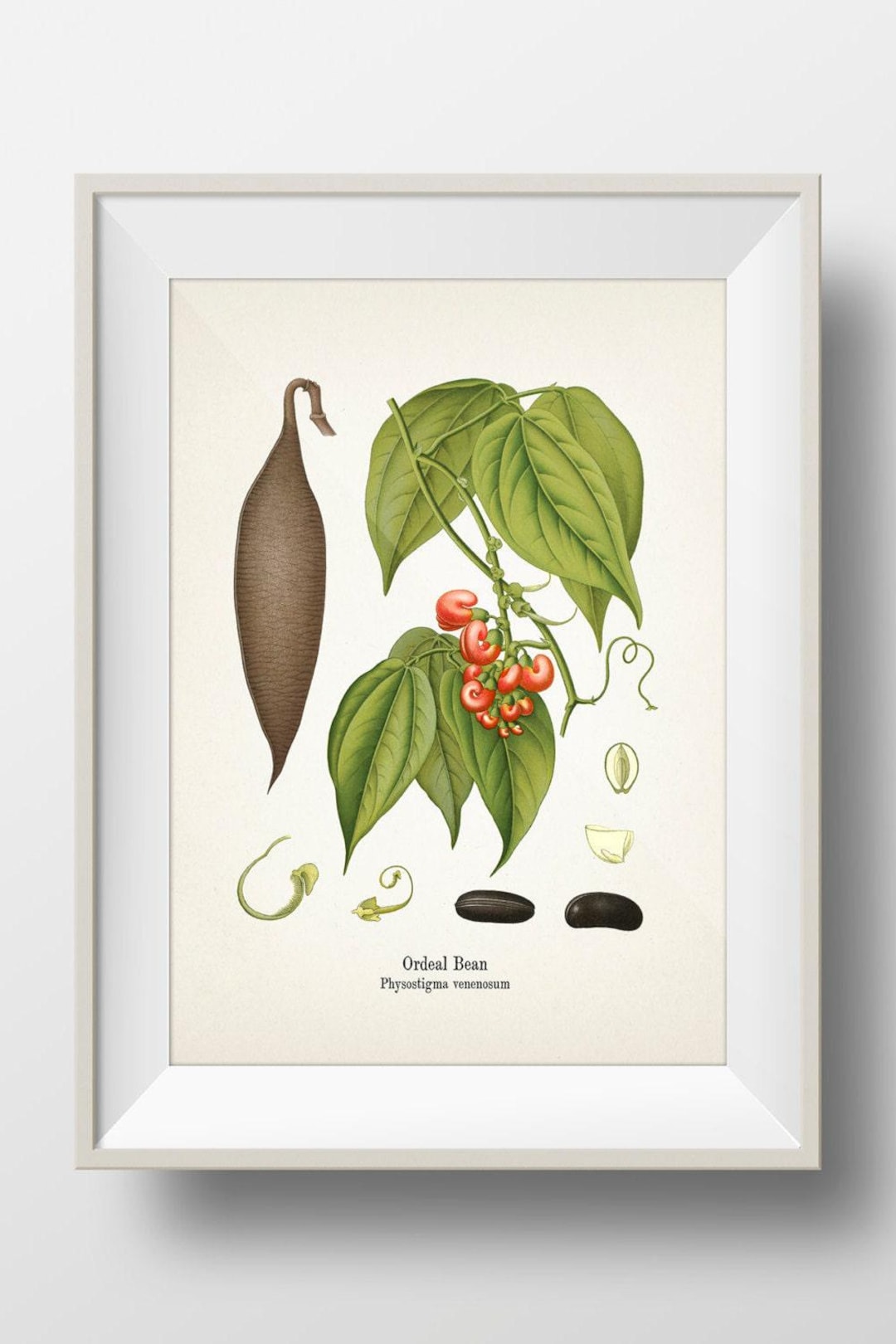 Ordeal Bean - Calaber Bean - Physostigma Venenosum - KO-49 - Fine Art  Prints of Kohler's Vintage Academia Botanical Illustration Drawings - Etsy  Israel