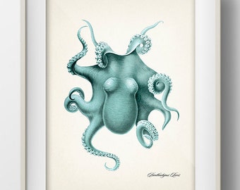Blue Octopus 1 (Benthoctopus Levis)- OC-05 - Fine art print of a vintage natural history academia illustration