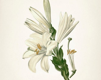 White Lily - St. Joseph's Lily (lilium Candidum) - FL-25 - Fine