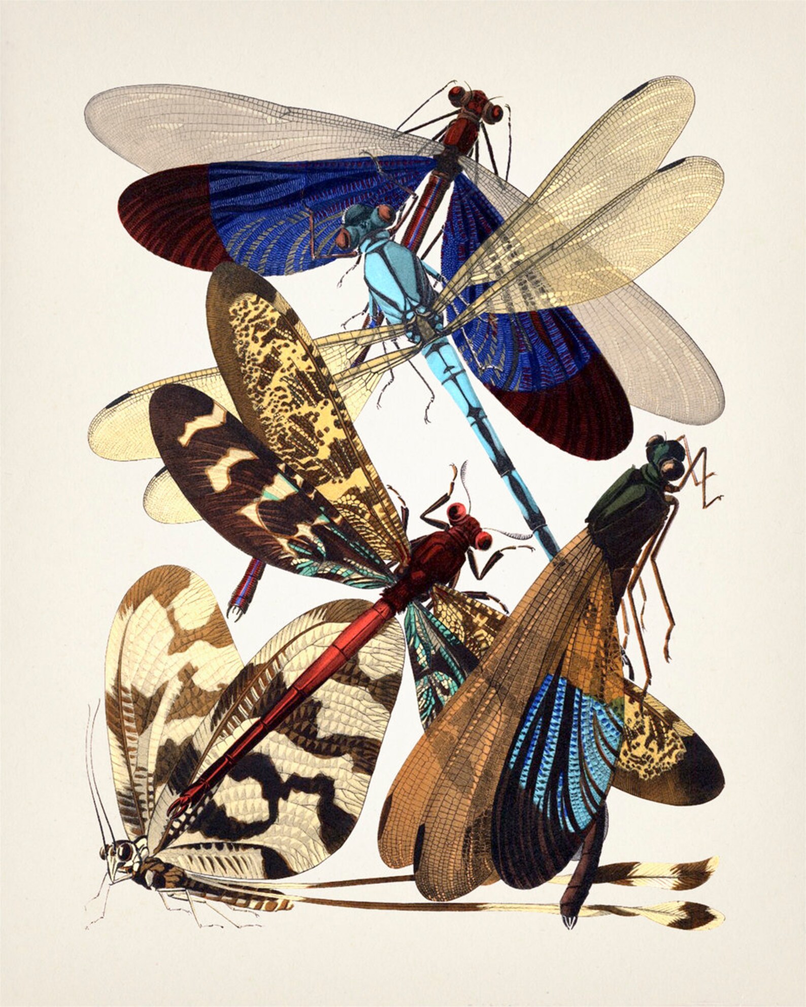 Insects No. 10 [1926] Insectes - IN-50 - Fine Art Print of a Vintage ...