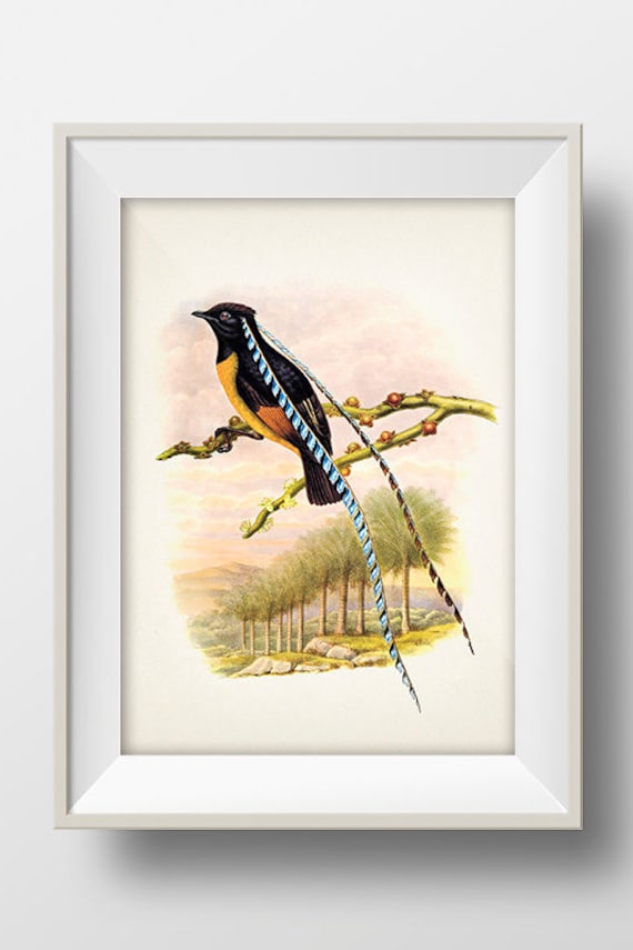 King of Saxony Bird of Paradise (pteridophora Alberti) - BP-14