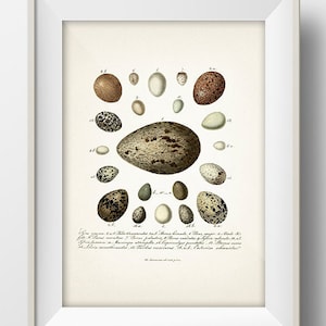 Eggs Series 4 - EG-04 - Rustic woodland fine art print of a vintage natural history academia illustration