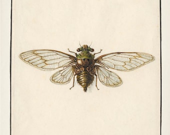 Cicada Drawing : Fine art print of a vintage natural history academia illustration,  IN-05