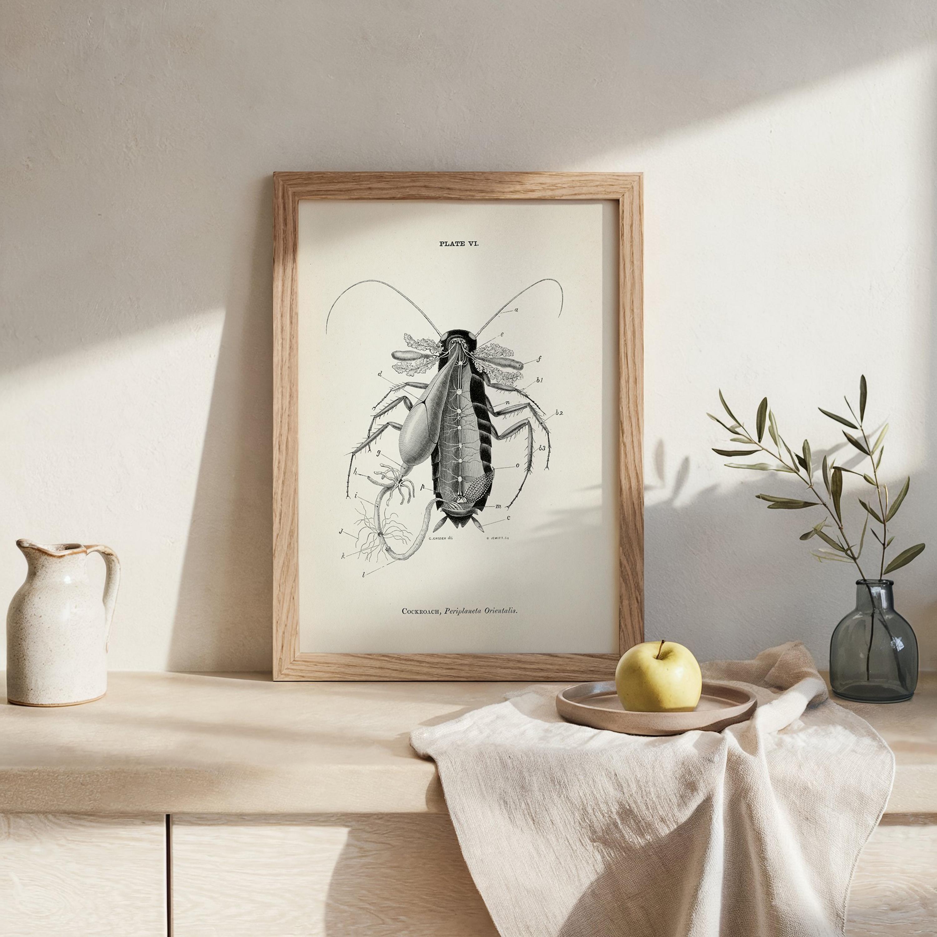 Cockroach Dissection Anatomy Diagram [1870] AN-17 - Fine Art Print of a ...