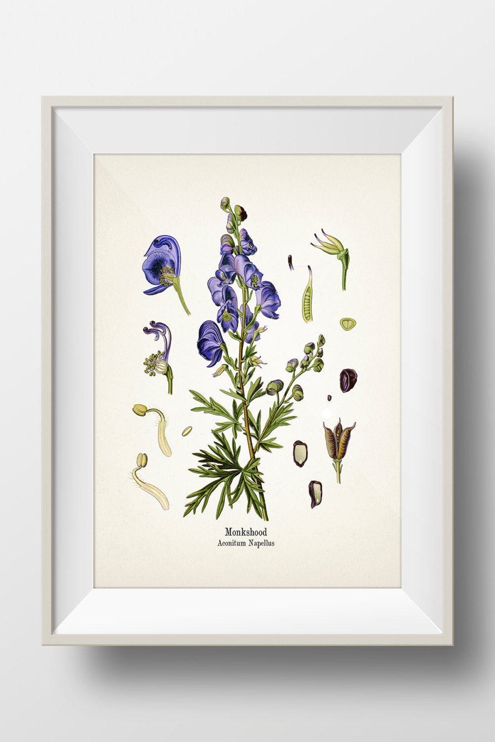 Monkshood or Aconite - Aconitum Napellus - KO-37- Fine art prints of Kohler's vintage academia botanical illustration drawings