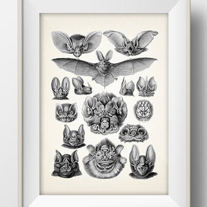 Bats Collage by Haeckel - MA-02 - Fine art print of a vintage natural history academia illustration -