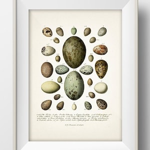 Eggs Series 3 - EG-03 - Rustic woodland fine art print of a vintage natural history academia illustration