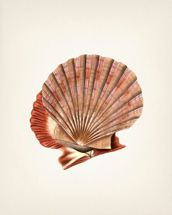 Scallop Shell No. 63 - SH-63 - Fine Art Print of a Vintage