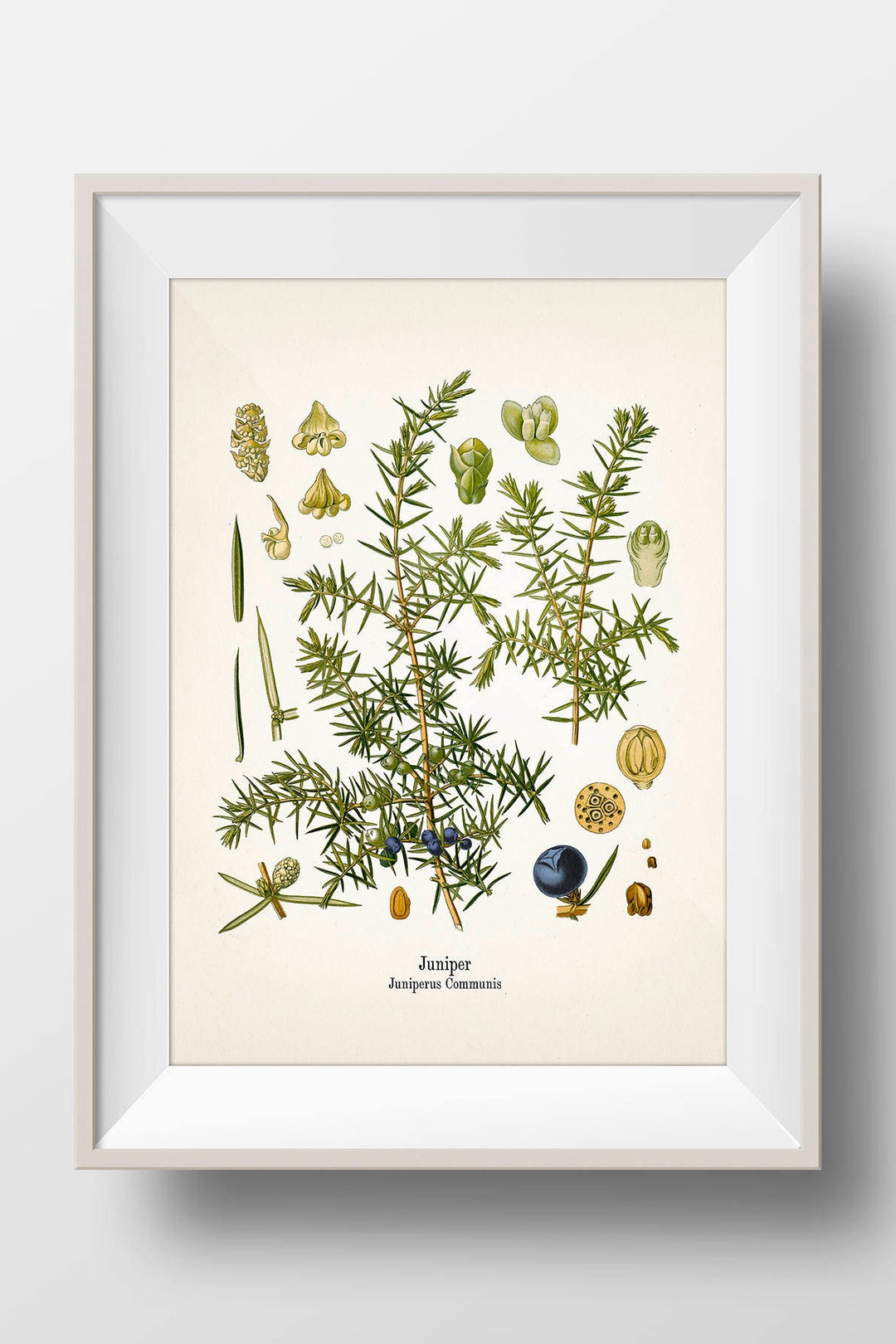 BOTANICAL ART 【import品】 botani7_1200x1200.jpg?v=1691284189