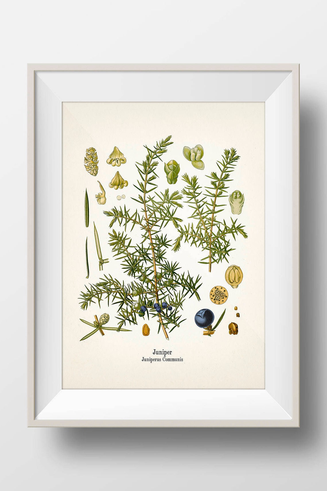 Vintage Juniper Botanical Print KO63 Fine Art Prints of Etsy