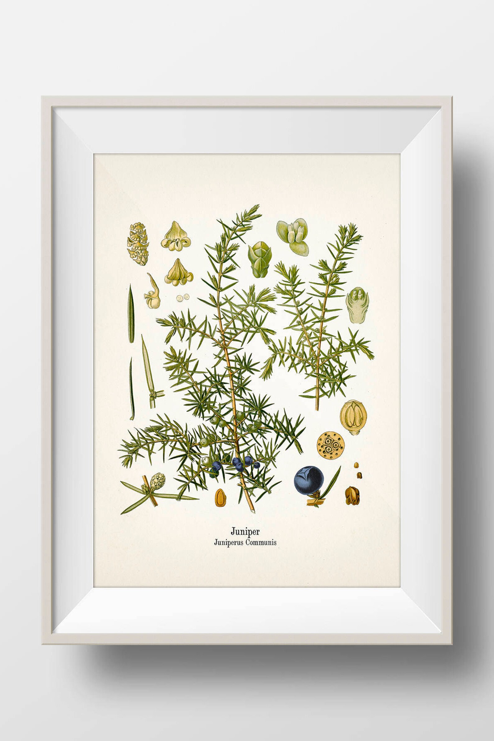 Vintage Juniper Botanical Print KO63 Fine Art Prints of Etsy