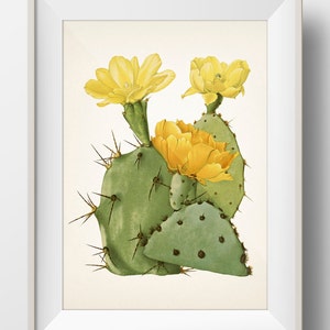 Cactus Series 01 - Prickly Pear (opuntia) - PL-50 - Fine art print of a vintage natural history academia botanical illustration