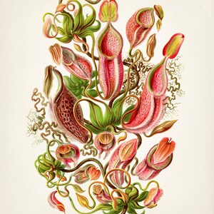Carnivorous Pitcher Plant Intricate drawing PL-03 Fine art print of a ...