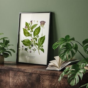 a framed botanical illustration of a nightshade plant, with a wooden shelf displaying a stack of books and two potted plants in the background.