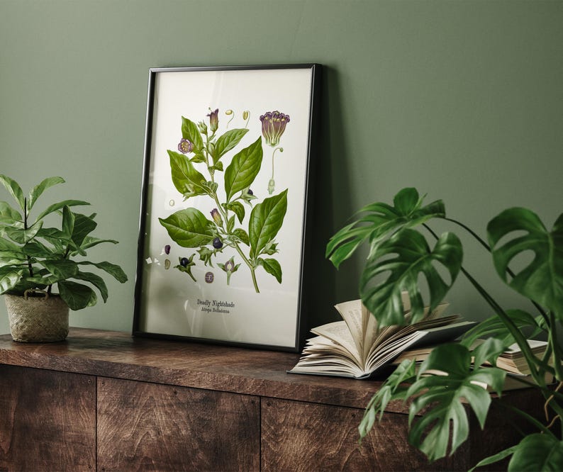 a framed botanical illustration of a nightshade plant, with a wooden shelf displaying a stack of books and two potted plants in the background.