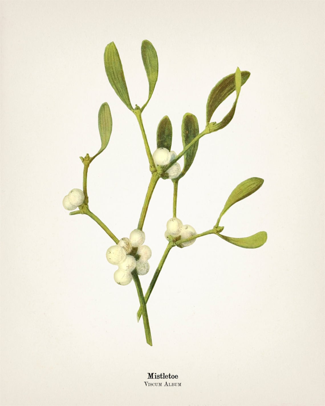 Christmas Holiday Botanical Prints Set of 4 Holly Etsy