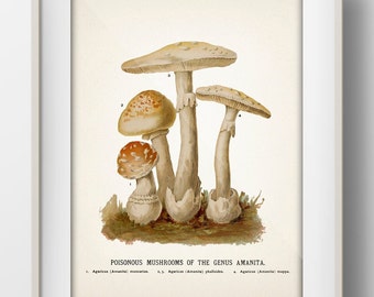 American Mushroom Series No. 08 [1885] Edible or Poisonous - MU-08 - Fine art print of a vintage academia botanical illustration