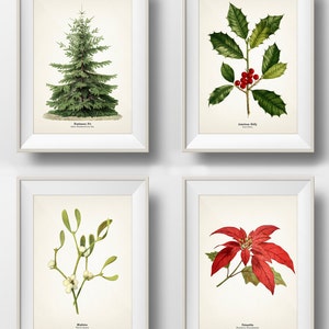 Christmas Holiday Botanical Prints Set of 4 - Holly, Mistletoe, Poinsettia, Christmas Tree - INCLUDES plant name on print